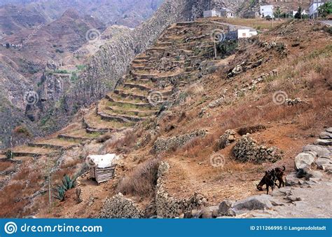 Dry Terrace Fields On One Of The Cape Verde Islands Stock Image Image