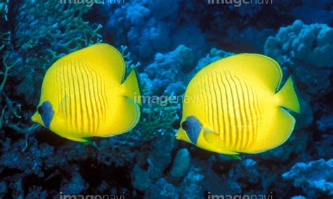 【珊瑚礁 サンゴ 水産動物 水中 生物学 生物海洋学 南国】の画像素材64033573 写真素材ならイメージナビ