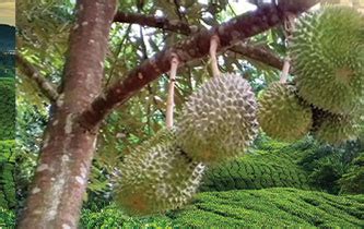 Your Fresh Durian Direct From Durian Farms