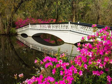 Plantation Gardens In Charleston Sc | Beautiful Flower Arrangements and ...