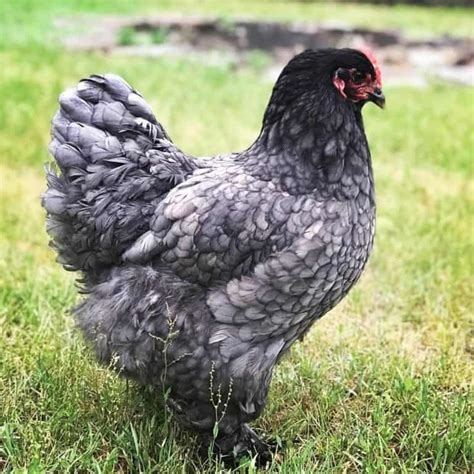 Top 10 Blue Chicken Breeds - Chickens With Blue Feathers