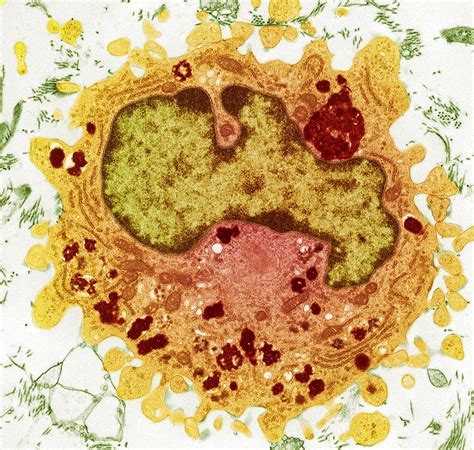 Macrophage Cell Tem Photograph By Steve Gschmeissner Pixels