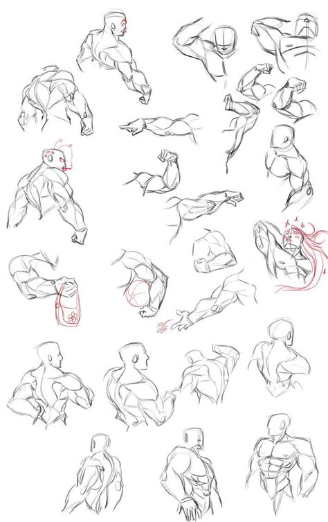 Muscle Studies By Zummeng On Deviantart Anatomy Drawing Cartoon