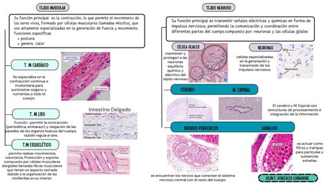 Tejido Muscular Y Nervioso Udocz