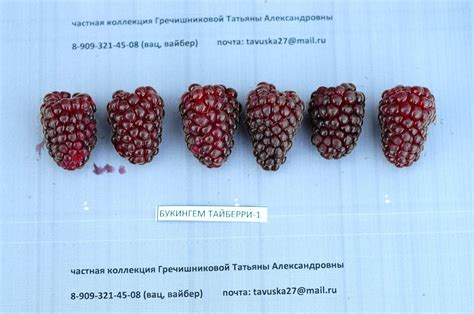 Ежемалина №37 — Интернет магазин Татьяны Гречишниковой