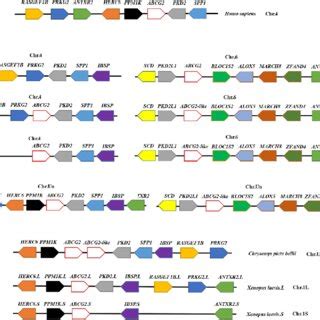 Genomically Conserved Synteny Analysis Of The ABCG2 And ABCG2 Like