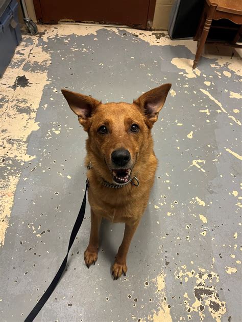 huntington wv animal shelter 3