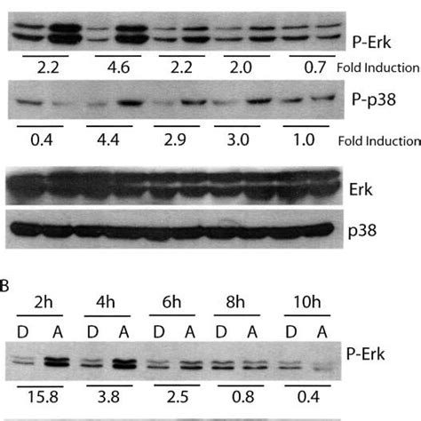 Apigenin Induces Dose Dependent Phosphorylation Of Extracellular