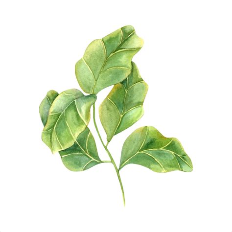 Planta De Interior Elegante Con Enormes Hojas Verdes Hijo De Higo De