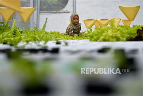 Petani Milenial Manfaatkan Kebun Sayur Hidroponik Republika Online