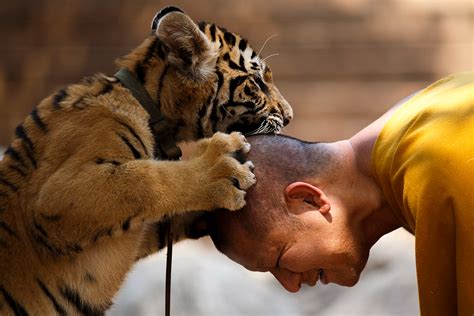 Thailand Tiger Temple Slaughterhouse Suspected Of Serving Tiger Meat