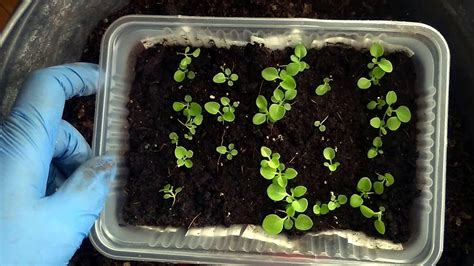 Пикировка петунии по всем правилам - YouTube