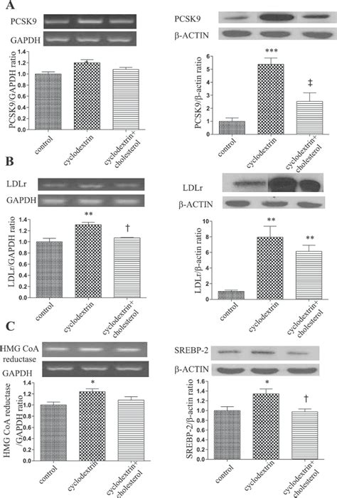 Regulation Of Pcsk Ldlr Hmg Coa Reductase And Srebp Expression