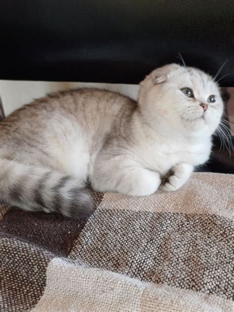 Шотландський малюк з розплідника: 18 500 грн. - Кошки Тернополь на Olx