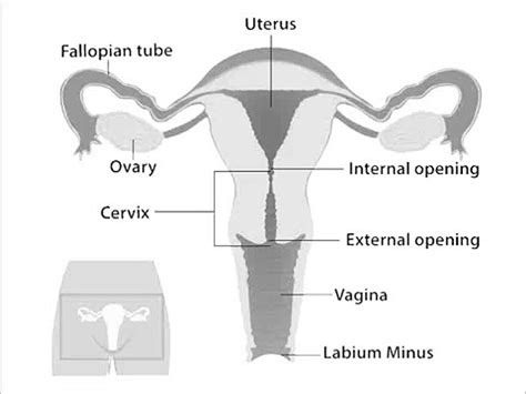 how to know if your a virgin