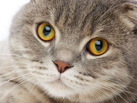 Cat Training Tips and Tricks