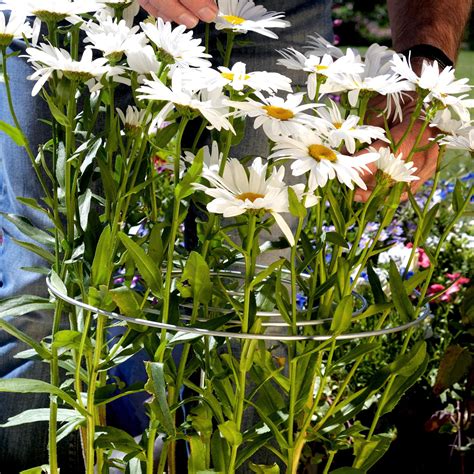 How to support garden plants - Richard Jackson Garden