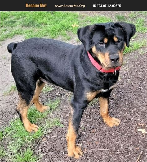 Adopt 23071200575 ~ Rottweiler Rescue ~ Lisbon Ia