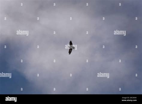 Raven Migration Hi Res Stock Photography And Images Alamy