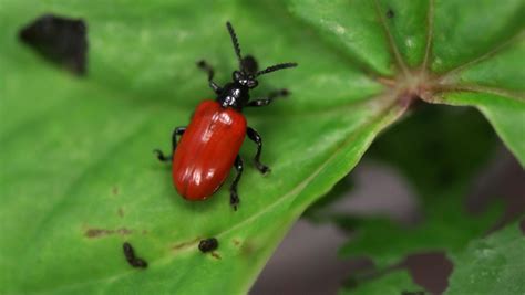 FWC, UF giving away beetles to help fight invasive plants