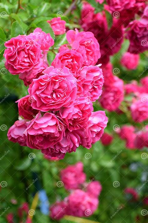 Beautiful Pink Climbing Rose Stock Image Image Of Florist Natural