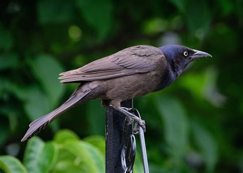 60+ Free Grackles & Bird Photos - Pixabay