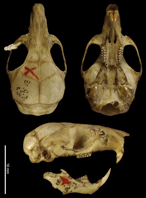 Dorsal Ventral And Lateral Views Of The Cranium And The Mandible Of