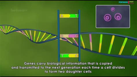 Structure Of Dna Pentagon Labs Youtube