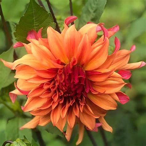 Dahlia Erpeler Ley Dahlia Cactus Aux Grandes Fleurs Ondulées Rose