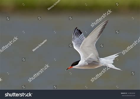 160 Artic Tern Flight Images, Stock Photos, 3D objects, & Vectors ...