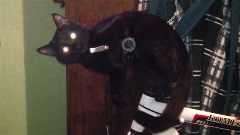 Кот Энергетик - YouTube