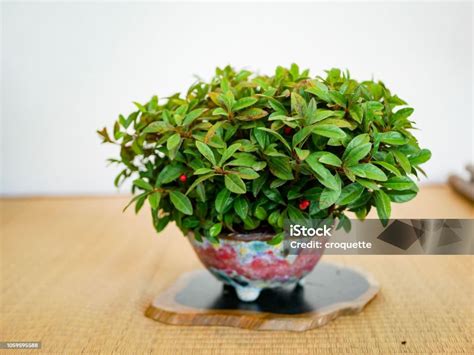 Japanese Bonsai Small Garden Court Stock Photo Download Image Now