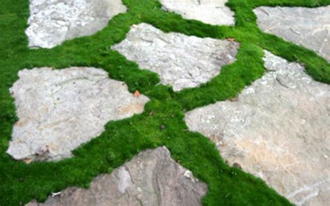 Flagstone Walkway With Moss Create A Beautiful Garden Path