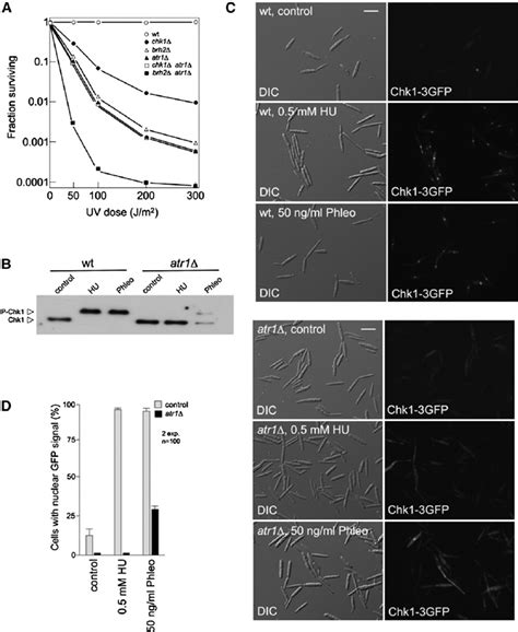 Atr1 Is Required for Activation of Chk1 in Response to DNA Damage in U ...