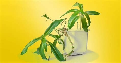 Как самим сделать настойку из золотого уса / Будьте здоровы