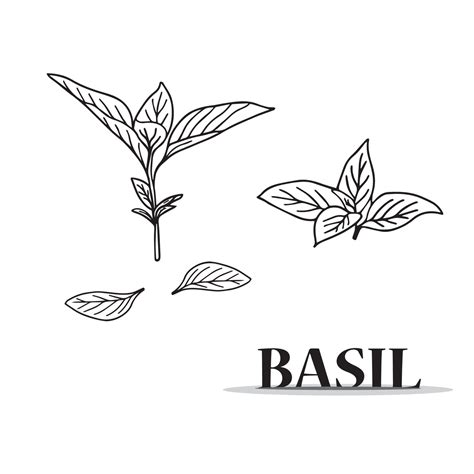Leaf of basil, sweet basil, culinary or aromatic herb. Hand drawn