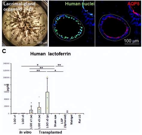 Worlds First Technology To Generate 3d Lacrimal Gland Organoids From