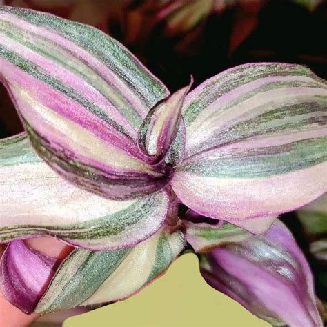 Tradescantia Zebrina Variegata Danny Lee Strawberry Mu