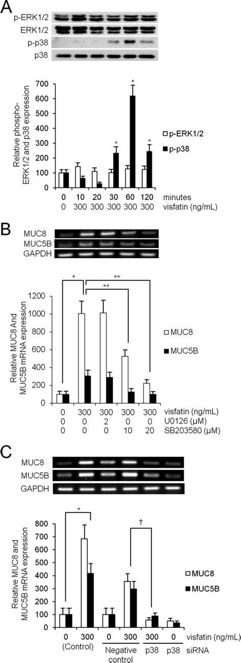 The Phosphorylation Of P38 MAPK In Visfatin Induced MUC8 And MUC5B