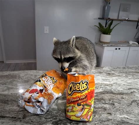 Hot Cheeto Man Pet Raccoon Raccoon Funny Cute Raccoon