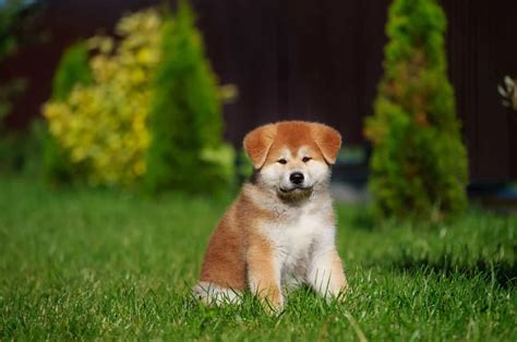 Akita Growth Chart 101 What To Expect