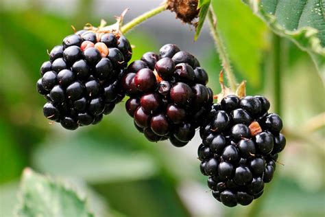 Frutos Rojos El Cultivo Boom Cofepasa