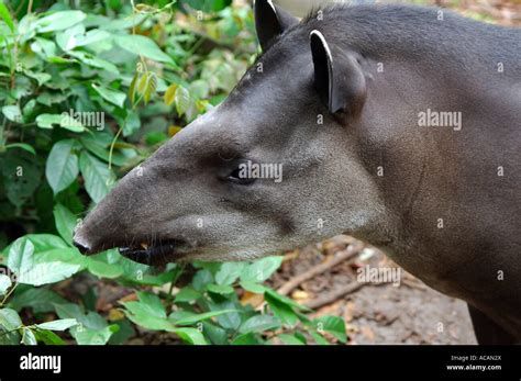 Brazilian Tapir Lowland Tapir Tapirus Terrestris Amazon River Basin
