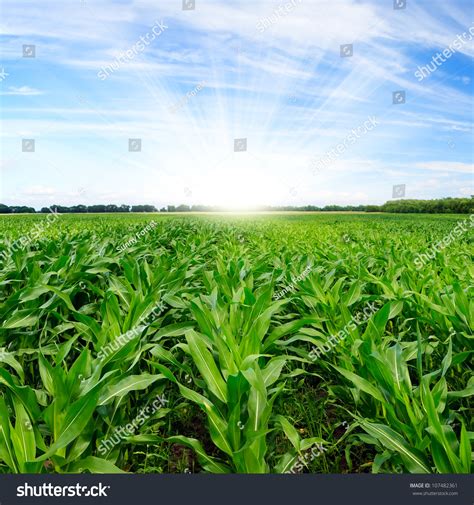 Green Corn Field Stock Photo 107482361 Shutterstock