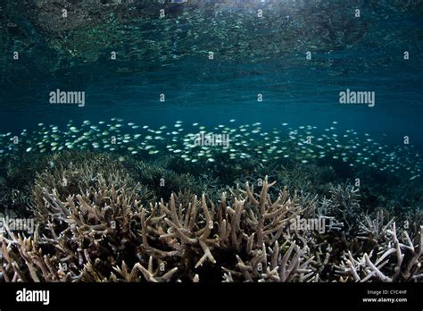 A School Of Blue Green Damselfish Chromis Viridis Swims Over A