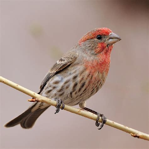 House Finch