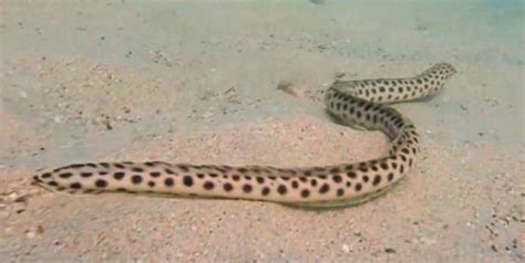 Tiger Snake Eel | Mexican Fish.com