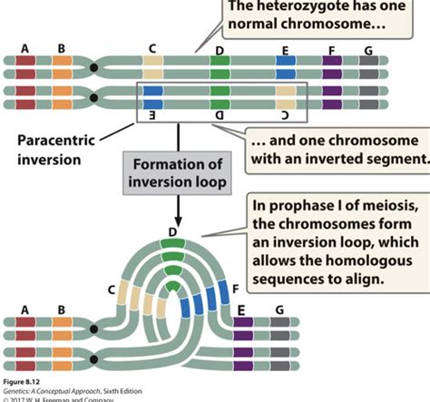 Lecture Chromosome Variation Flashcards Quizlet