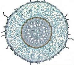 cross section  monocot root diagram quizlet