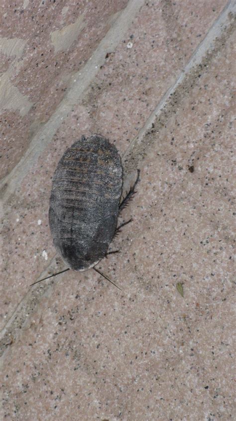 I saw this while visiting Brazil? : r/whatisthisbug